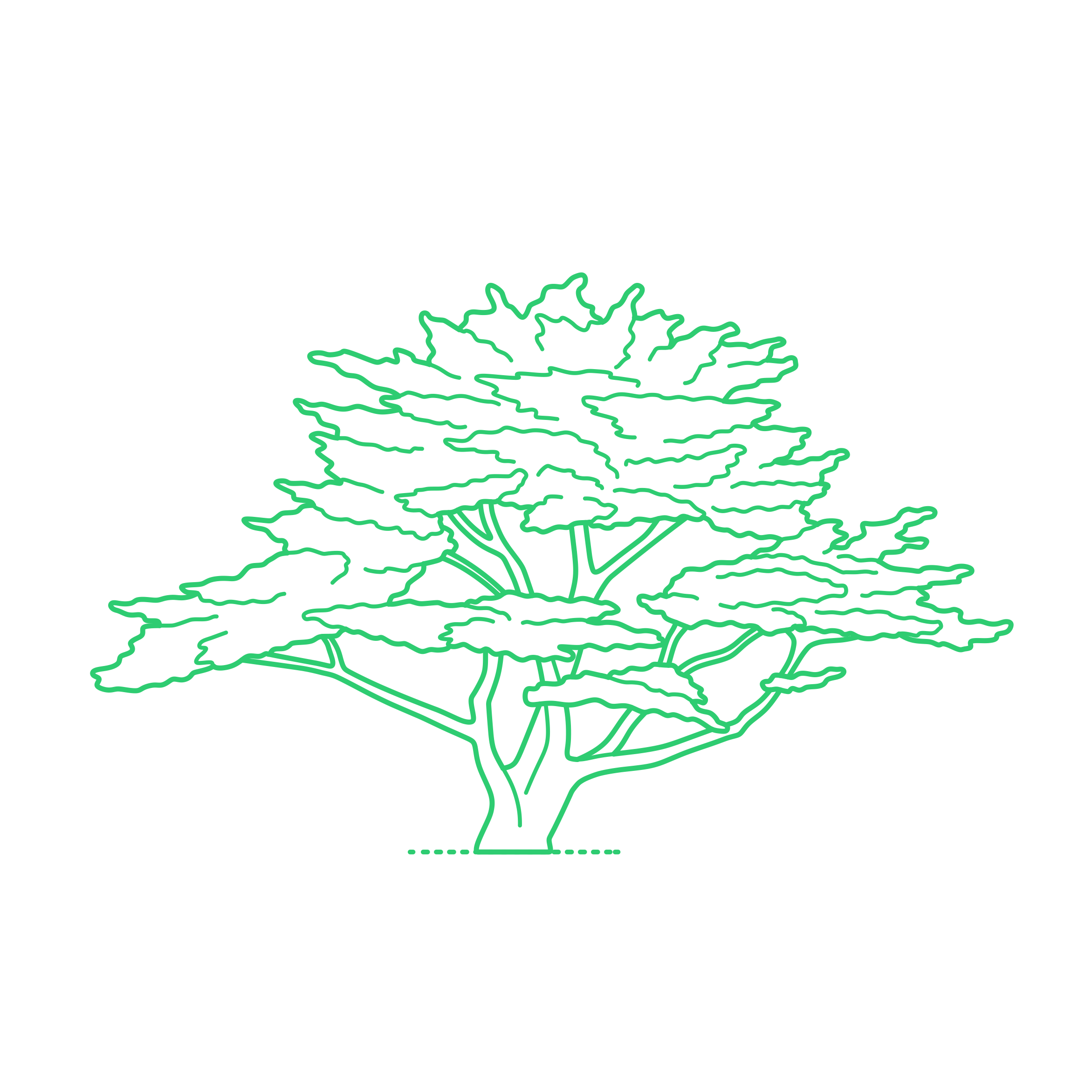 Plants Cypresses Monterey Cypress Sketch Svg Vector Free Vectors